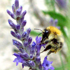 Bombus pascuorum